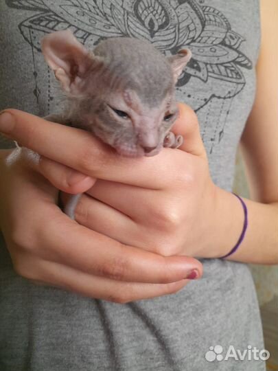 Котята сфинкс браш эльфики