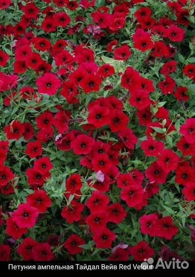 Ипомея, петуния Тайдал