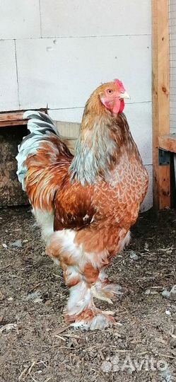 Молодые петухи брама