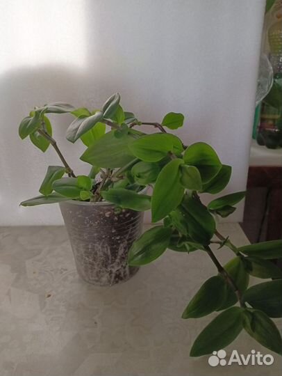 Комнатные растения цветы