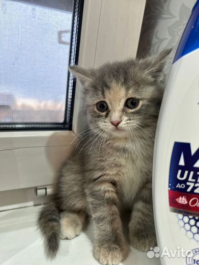 Кошка
