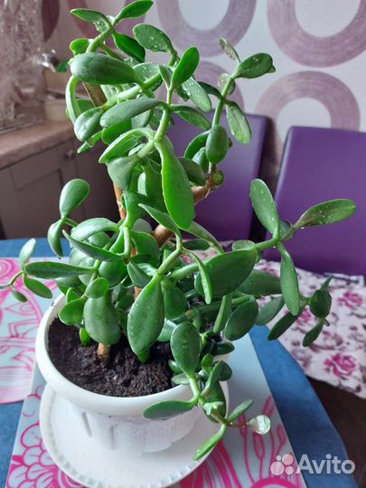 Толстянка денежное дерево