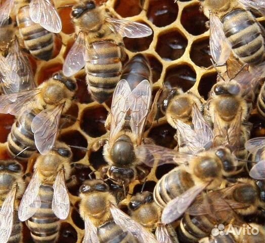 Пчеломатки местные 2023 объявление продам