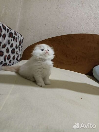 Хайленд фолд, мальчик