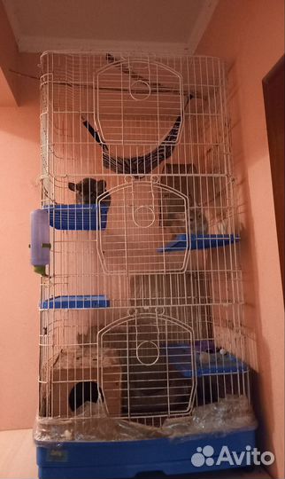 Шиншиллы