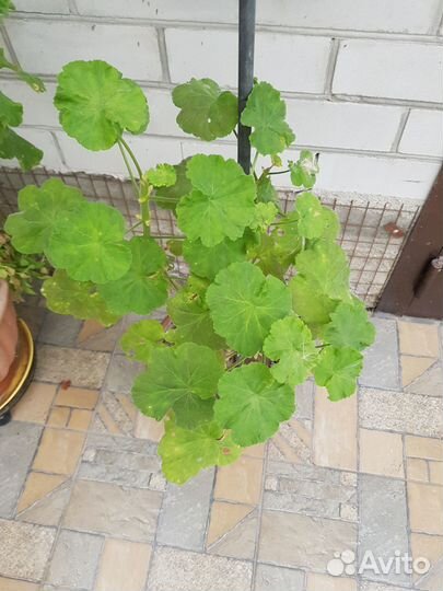 Герань в горшке