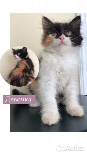 Котята в добрые руки бесплатно