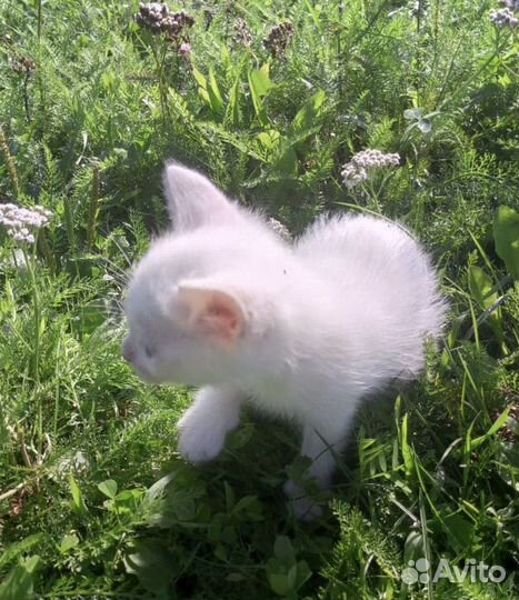 Котенок кау мани