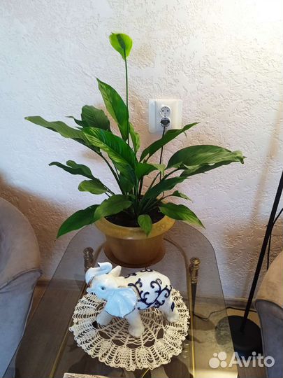 Спатифиллум или 