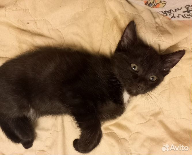 Котёнок в добрые руки