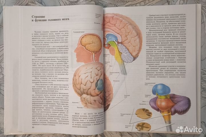 Учебник Биология Человек 8 класс Сонин Н. Сапин М