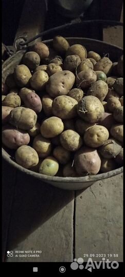 Картофель мелкий