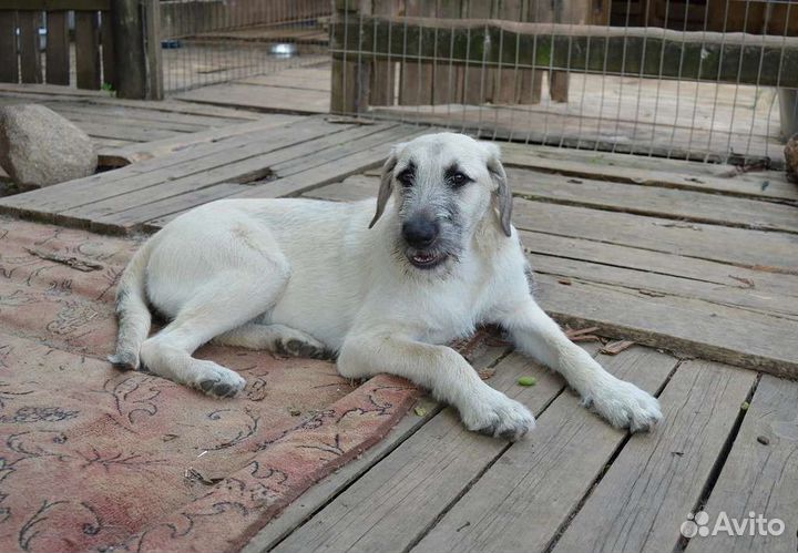 Дворовый волдов