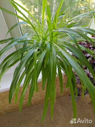 Хлорофитум