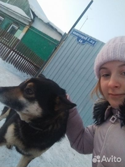 Самая добрая собака на земле