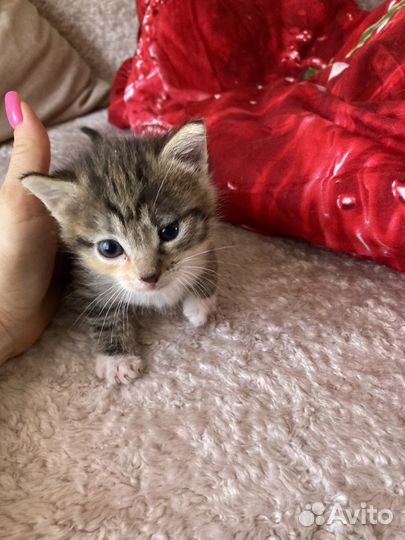 Отдаем котят в добрые руки