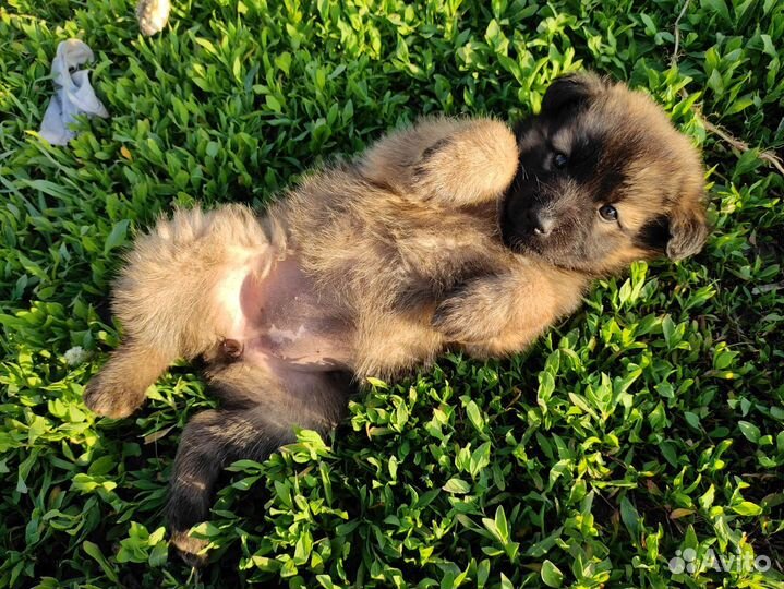 Щенки овчарки и охотничьей лайки