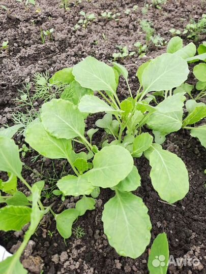 Рассада капусты