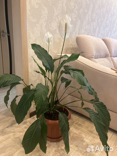 Спатифиллум