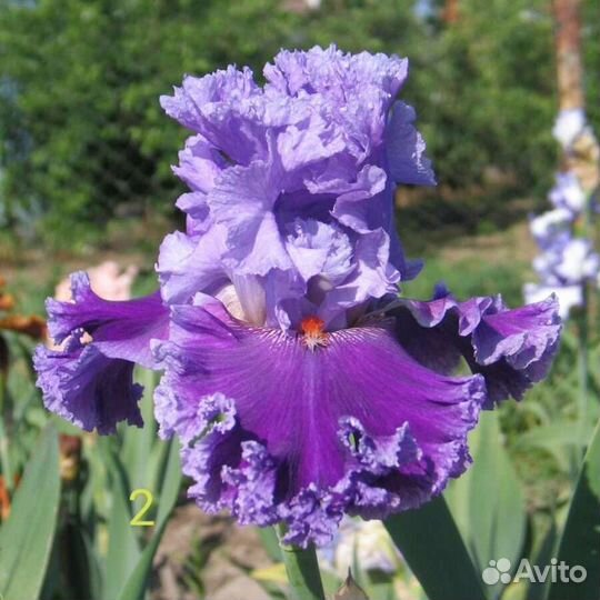 Ирисы бородатые сортовые
