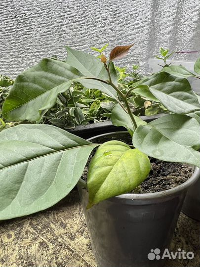 Бугенвиллия