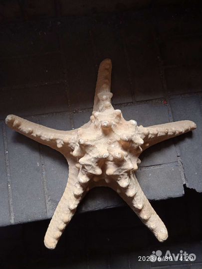 Морская звезда