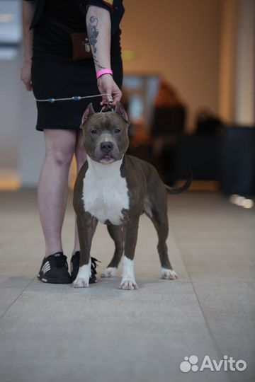 Вязка Американский стаффордширский терьер