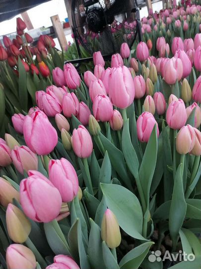 Цветы тюльпаны