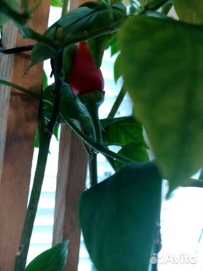 Горький перчик