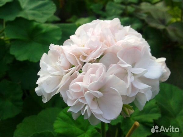 Пеларгонии