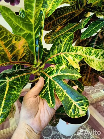 Кодиеум пёстрый 75 см