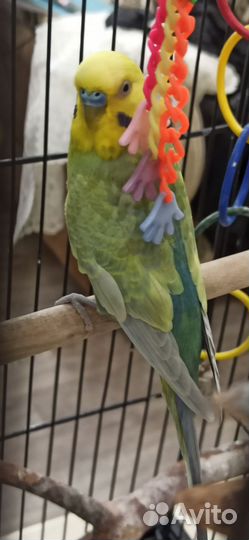 Волнистый попугай самка самец