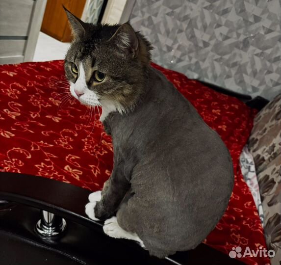 Новинка Стрижка (груминг) кошек с выездом на дом