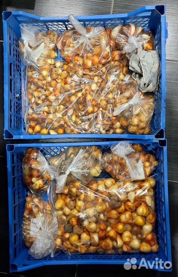 Тюльпаны бронь обмен