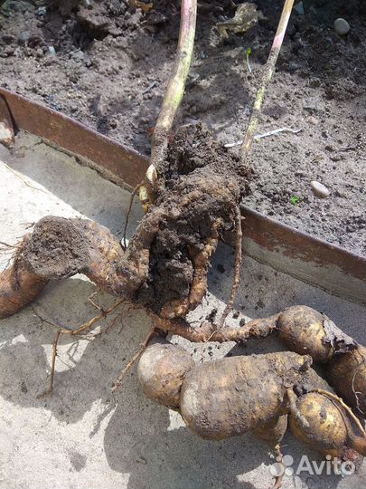 Пион ранний бордовый