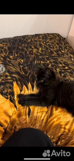Котик отдается в добрые руки