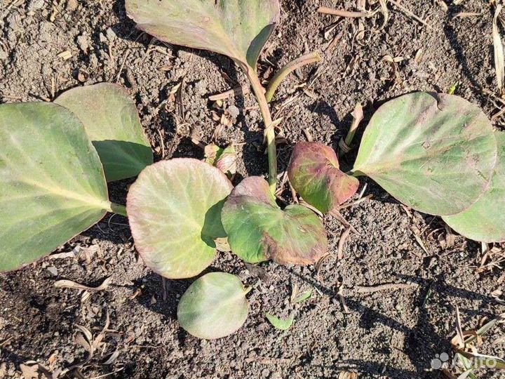 Бадан, мускарики