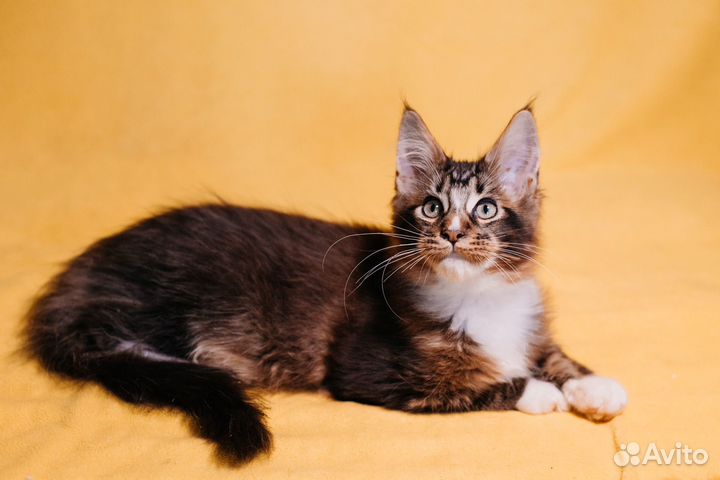 Котята мейн-кун