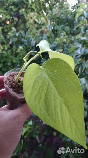 Набор 6 комнатных растений