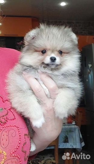 Померанский шпиц девочка кремсоболь