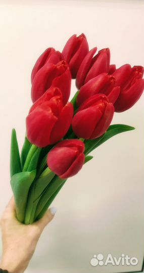 Тюльпаны