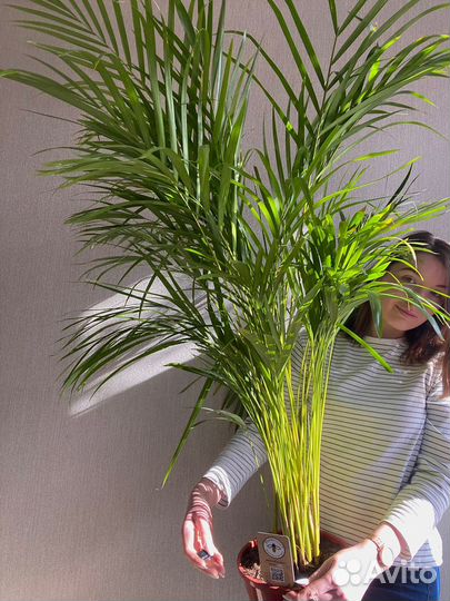 Дипсис Хризалидокарпус Пальма