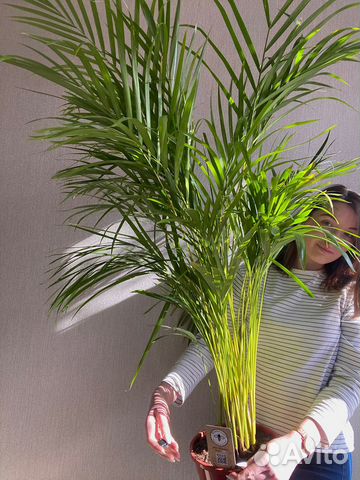 Дипсис Хризалидокарпус Пальма