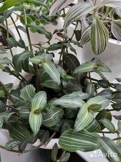 Традесканции сортовые Часть 1