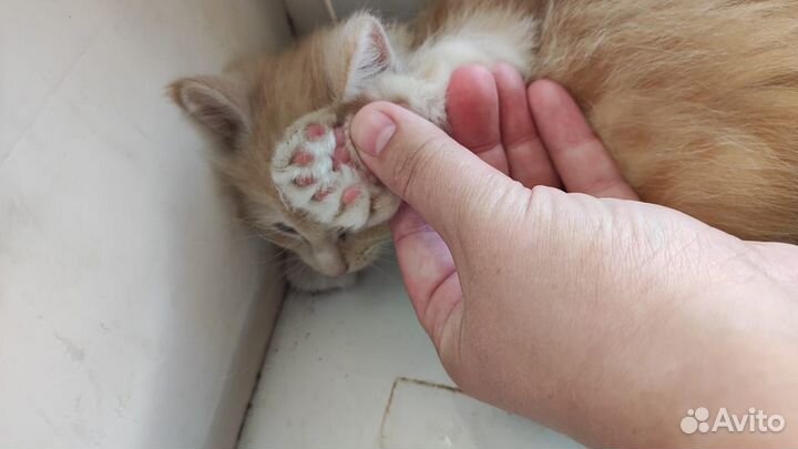Мэйн-кун котята