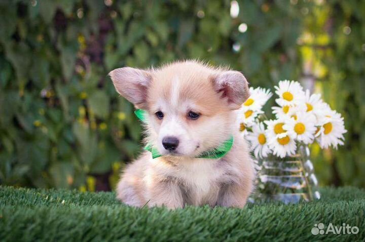 Вельш-корги пемброк