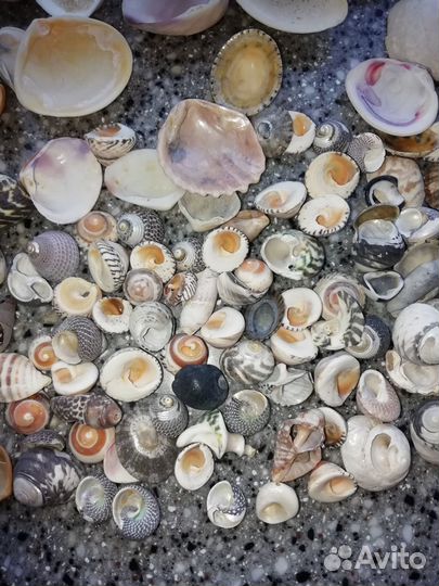 Морские ракушки