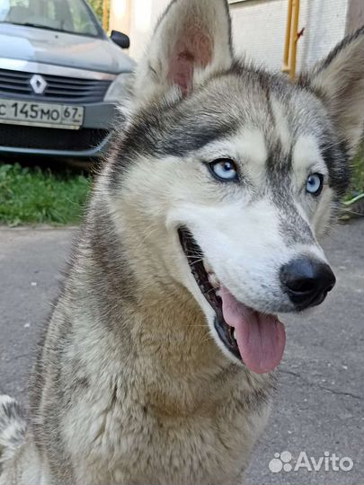 Сибирский хаски