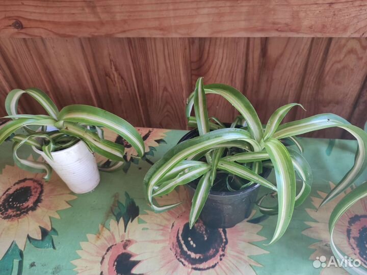 Хлорофитум кудрявый, аптения, комнатные