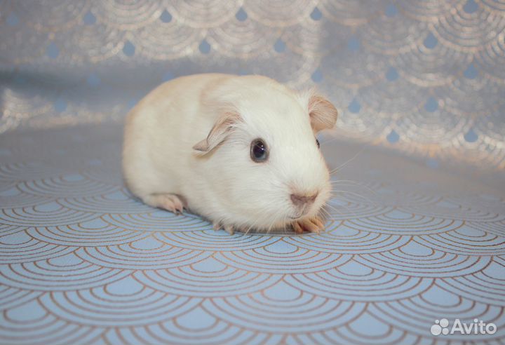 Морские свинки Английский селф